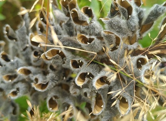 kleine Monster oder Vgel